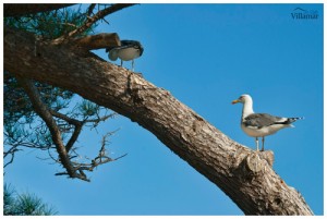 Genieten van de unieke fauna en flora van de Costa Brava