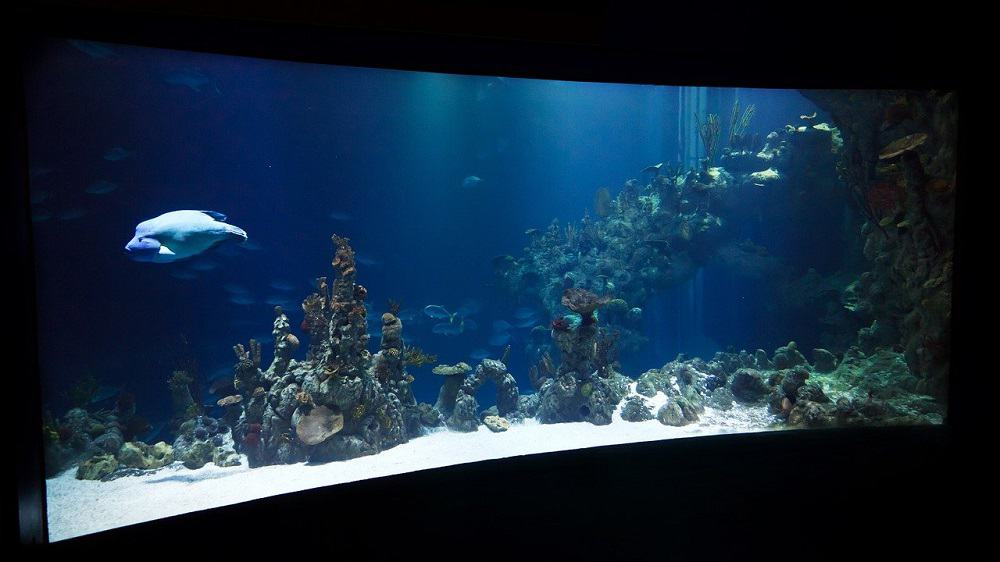 Glass-Bottom-Boat-Als-een-aquarium-in-zee